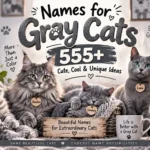 Names for Gray Cats 555+ Cute, Cool & Unique Ideas 🐈‍⬛🩶
